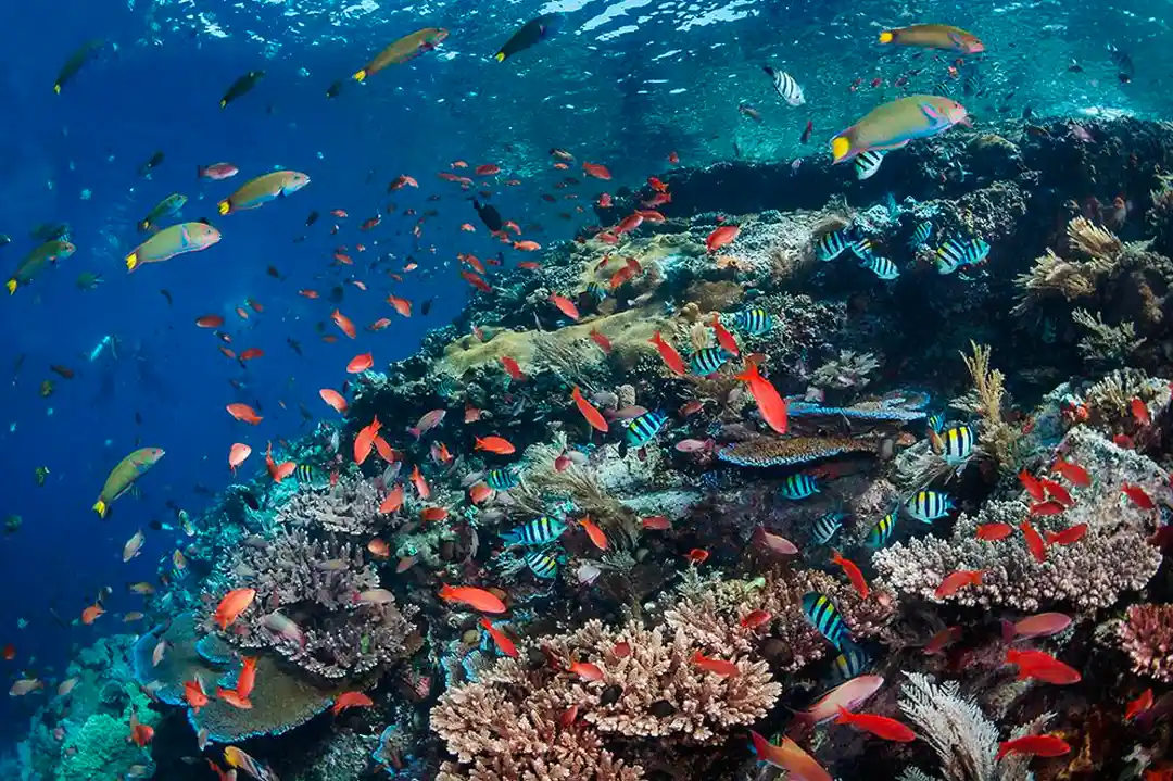 Reef life on the Gili Islands leg