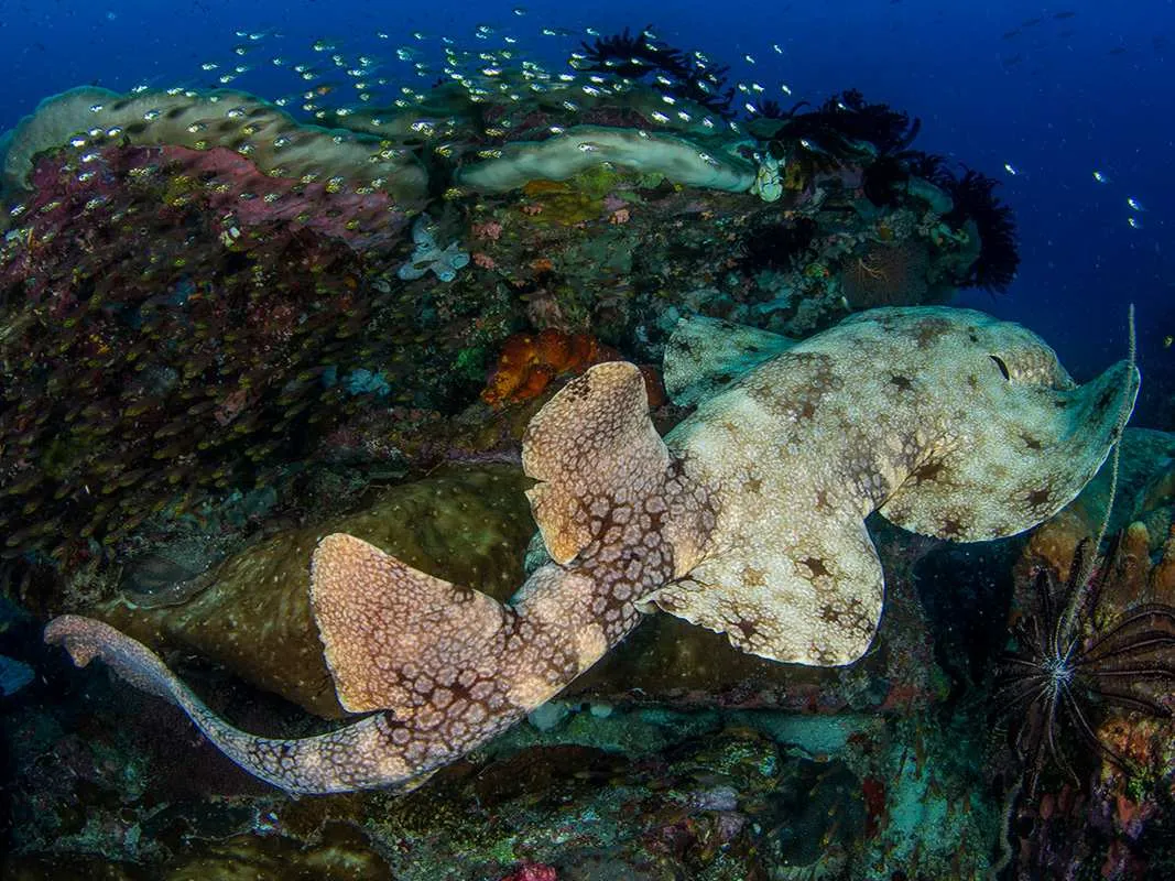 Reef shallows where the toy programme operates